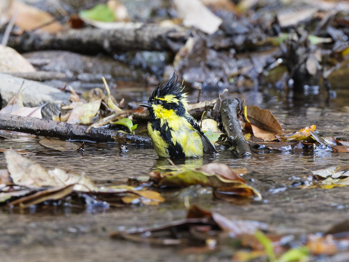 Himalayan Black-lored Tit - ML641042517