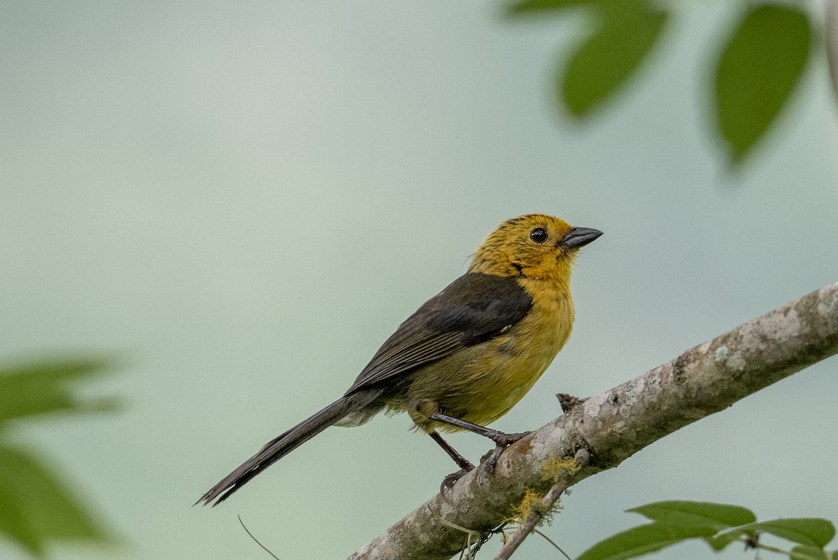 Yellow-headed Brushfinch - ML641042520