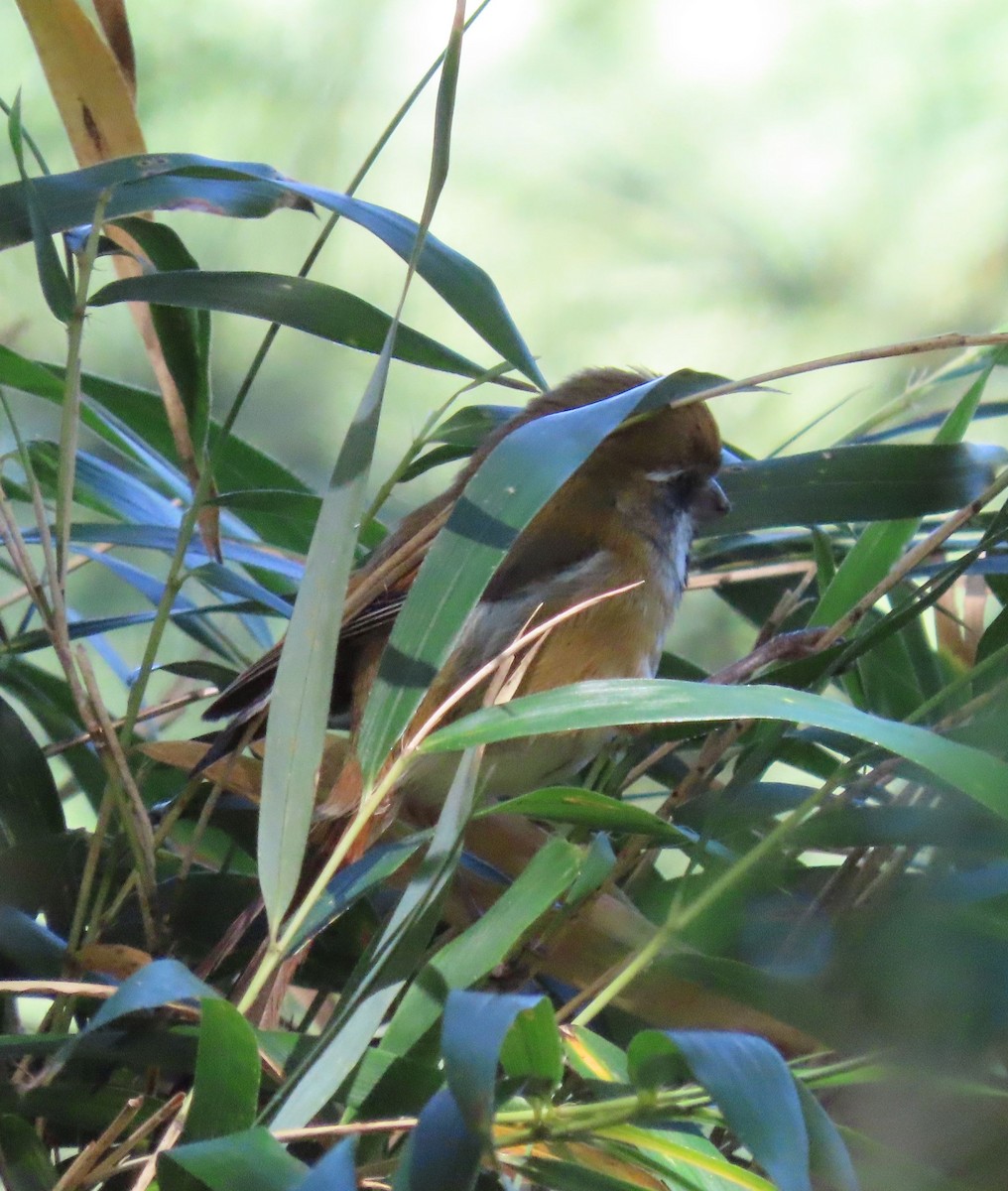 Golden Parrotbill - ML641042527
