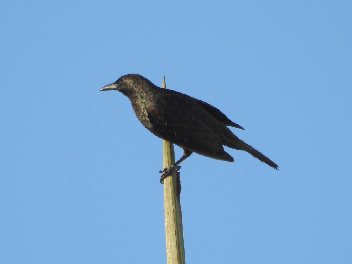 Samoan Starling - ML641042544