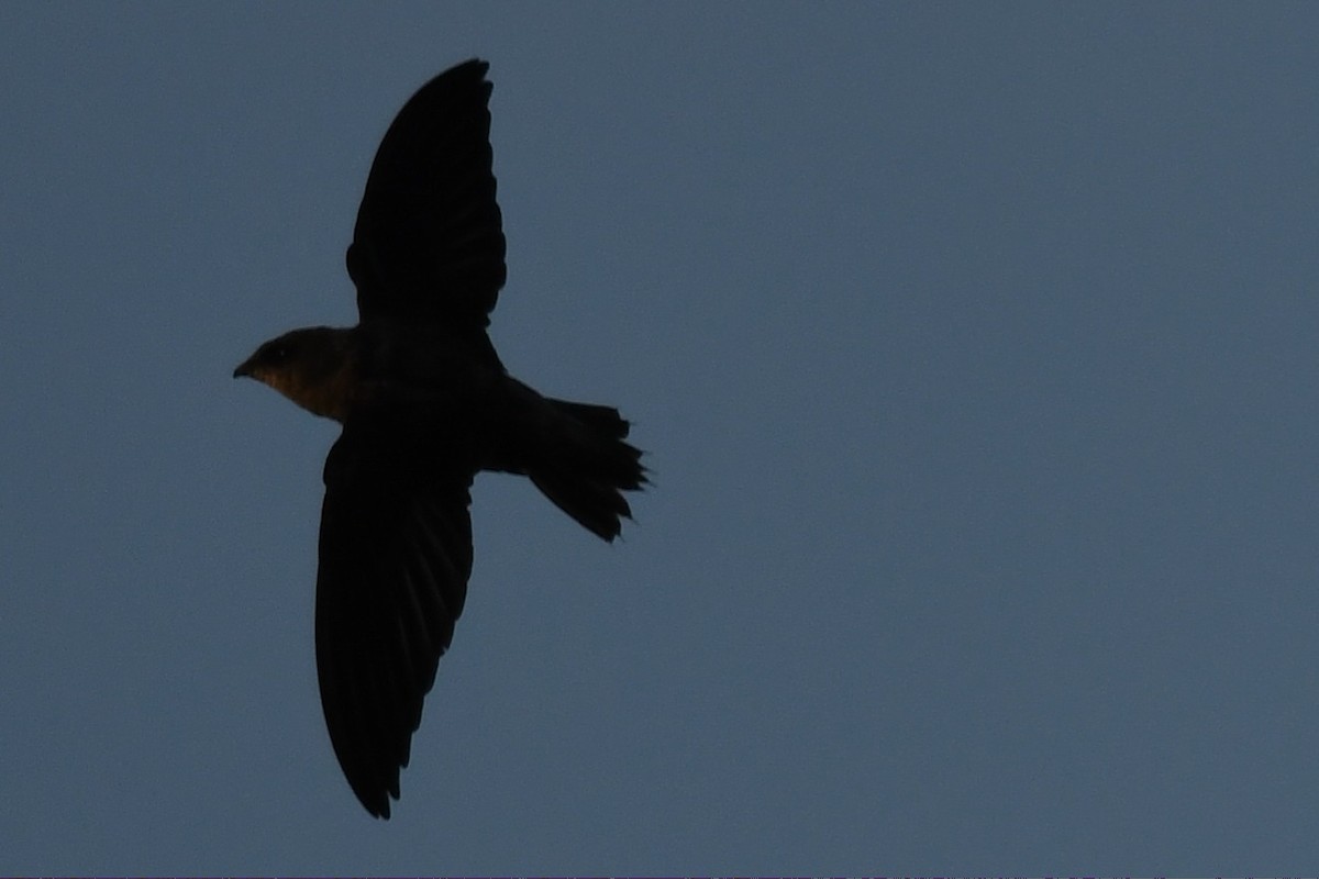Chimney Swift - ML641042560
