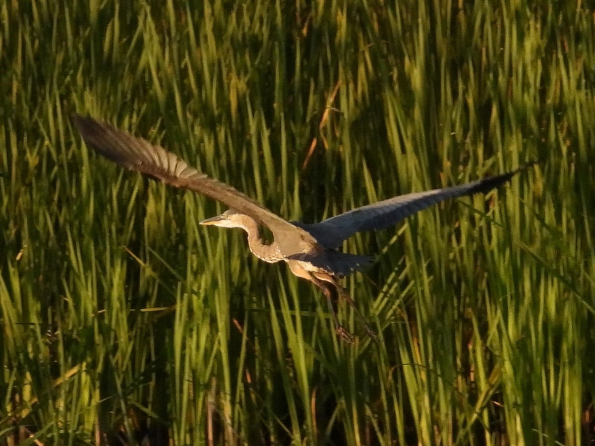 Great Blue Heron - ML641042563