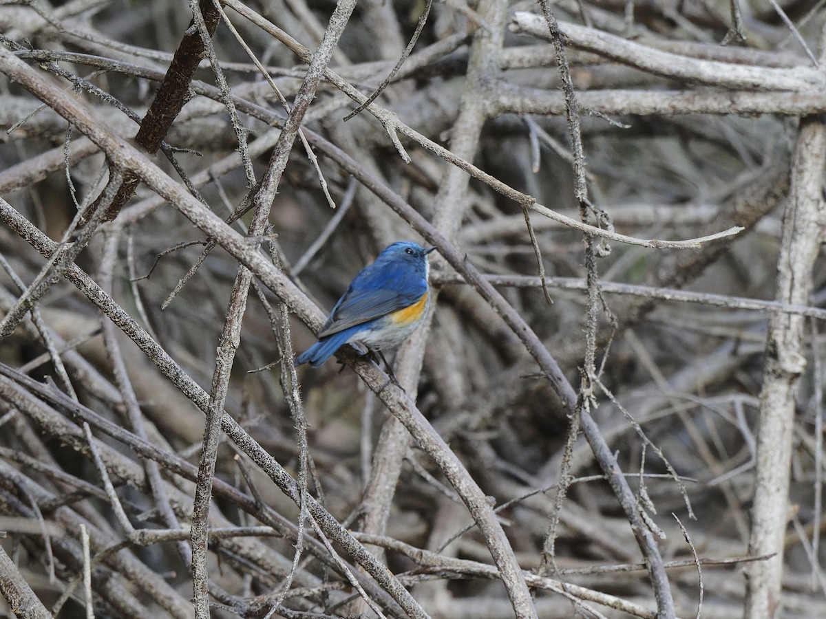 Robin de l'Himalaya - ML641042565