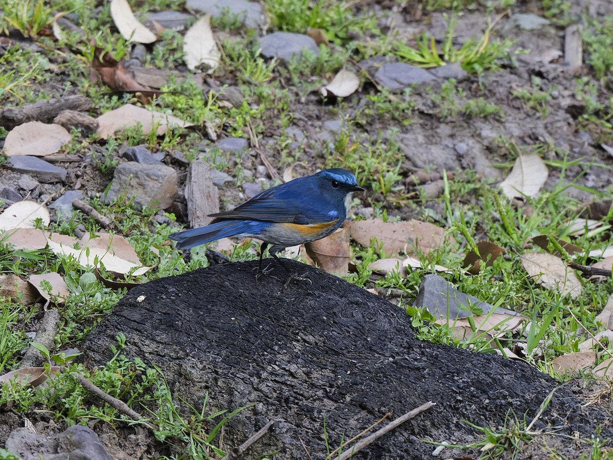Robin de l'Himalaya - ML641042566