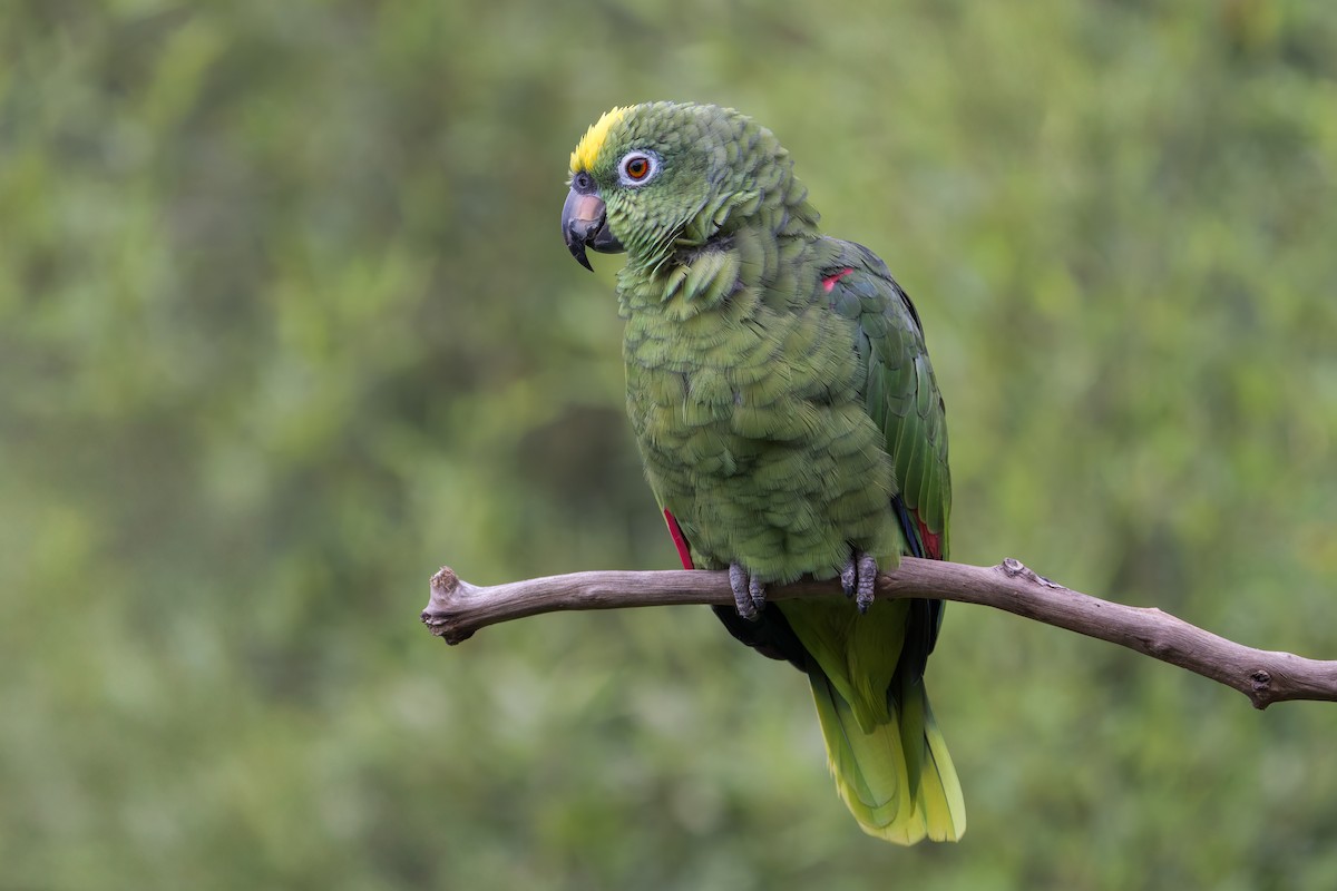 Yellow-crowned Amazon - ML641042571