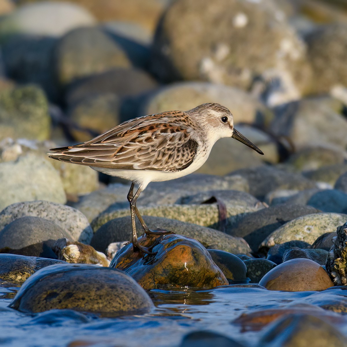 Western Sandpiper - ML641042584