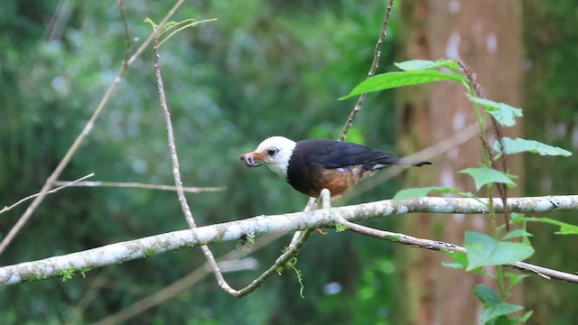 Taiwan Thrush - ML641042610