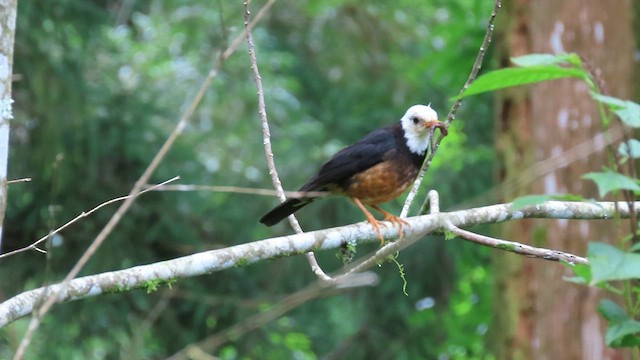 Taiwan Thrush - ML641042611