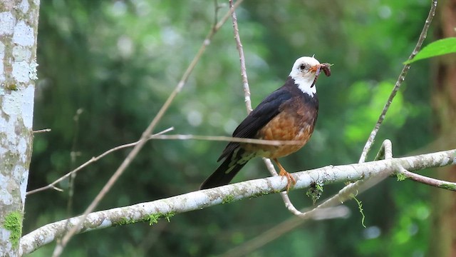 Taiwan Thrush - ML641042612