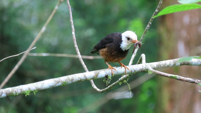 Taiwan Thrush - ML641042613