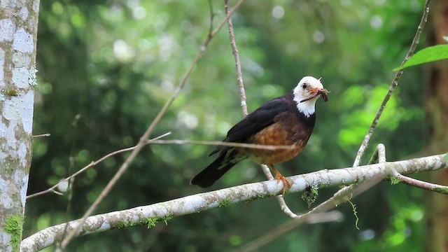 Taiwan Thrush - ML641042614