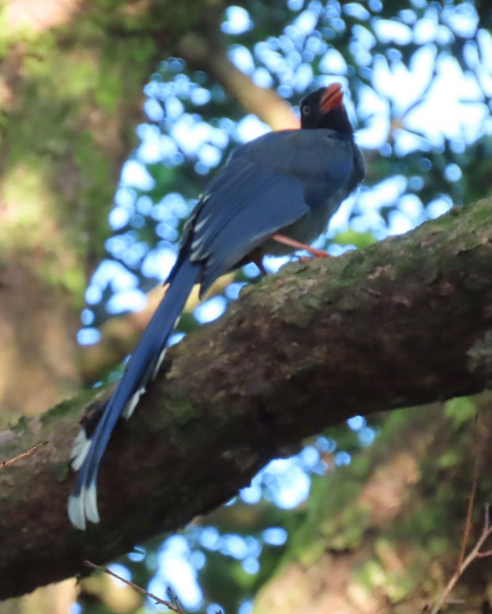 Taiwan Blue-Magpie - ML641042655