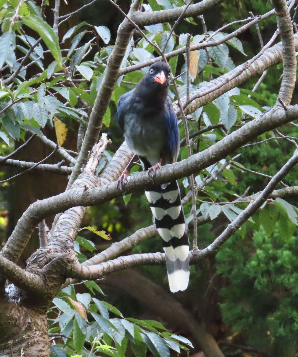 Taiwan Blue-Magpie - ML641042656