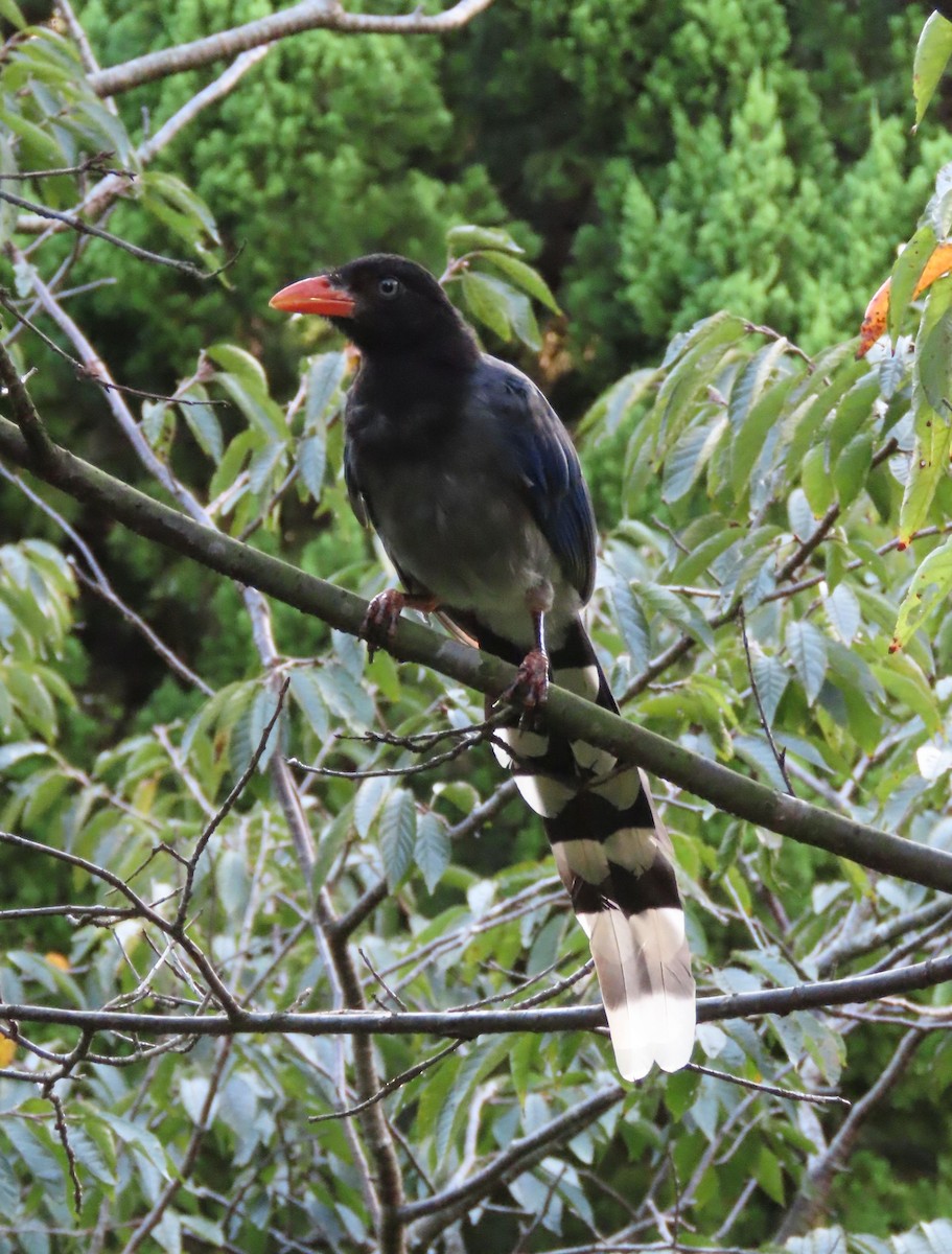 Taiwan Blue-Magpie - ML641042657