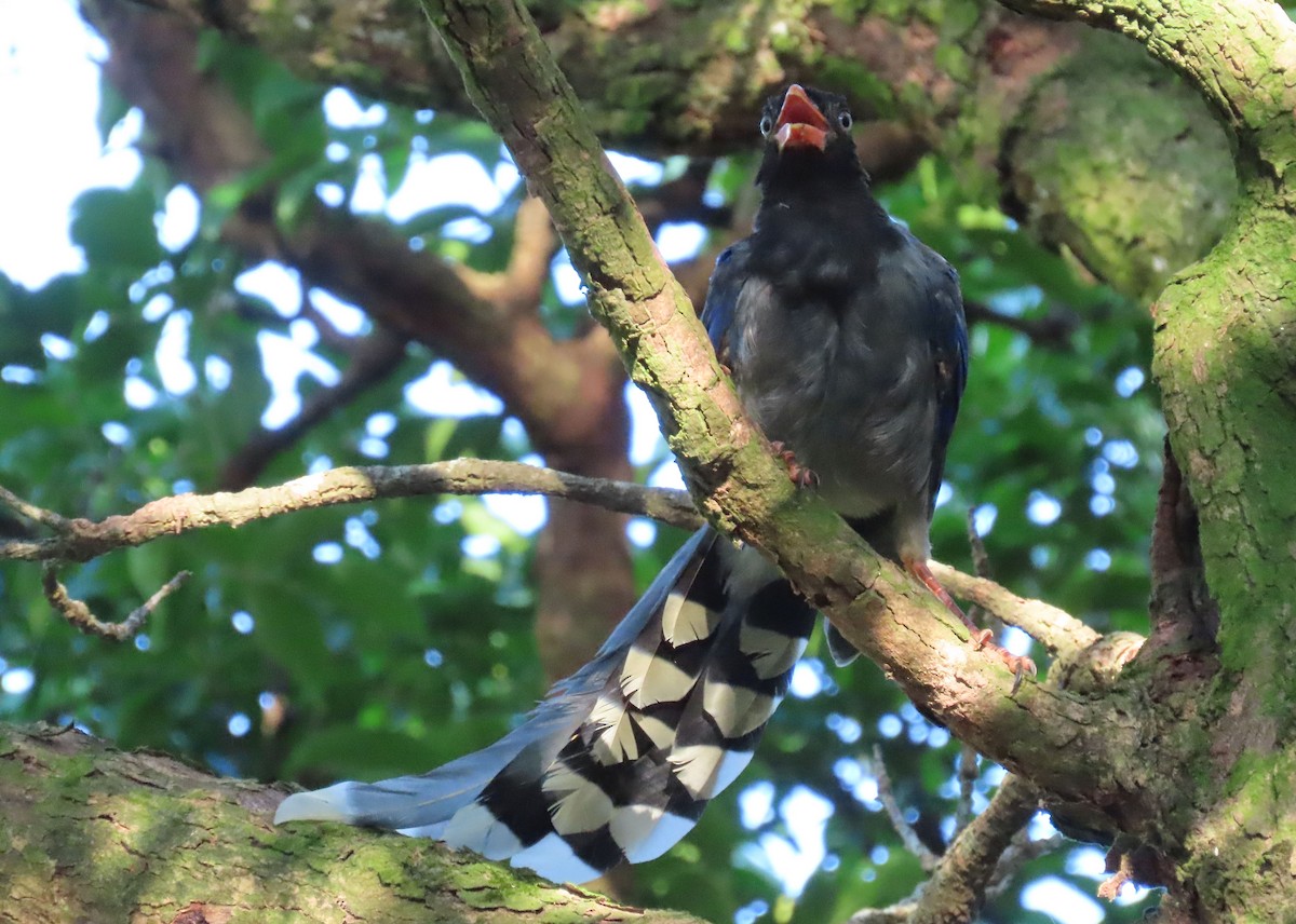 Taiwan Blue-Magpie - ML641042658