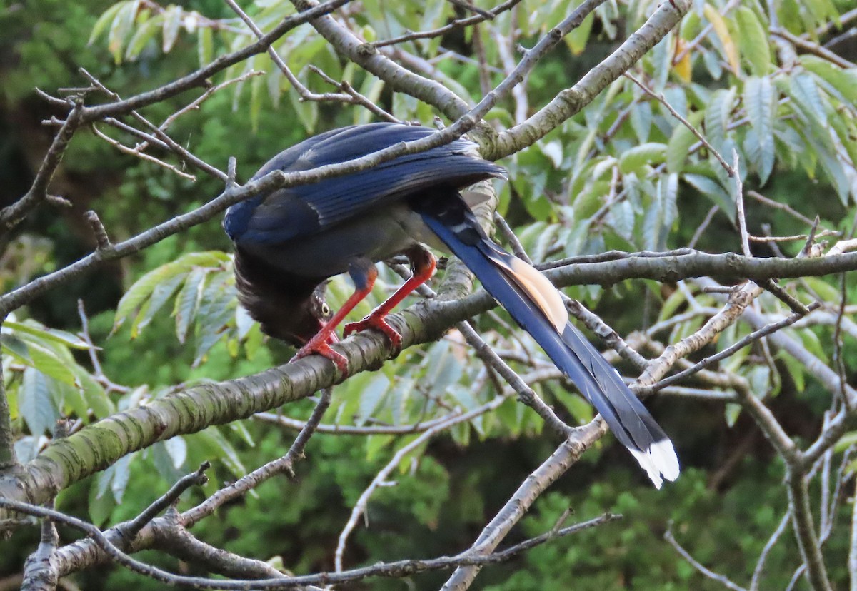 Taiwan Blue-Magpie - ML641042659