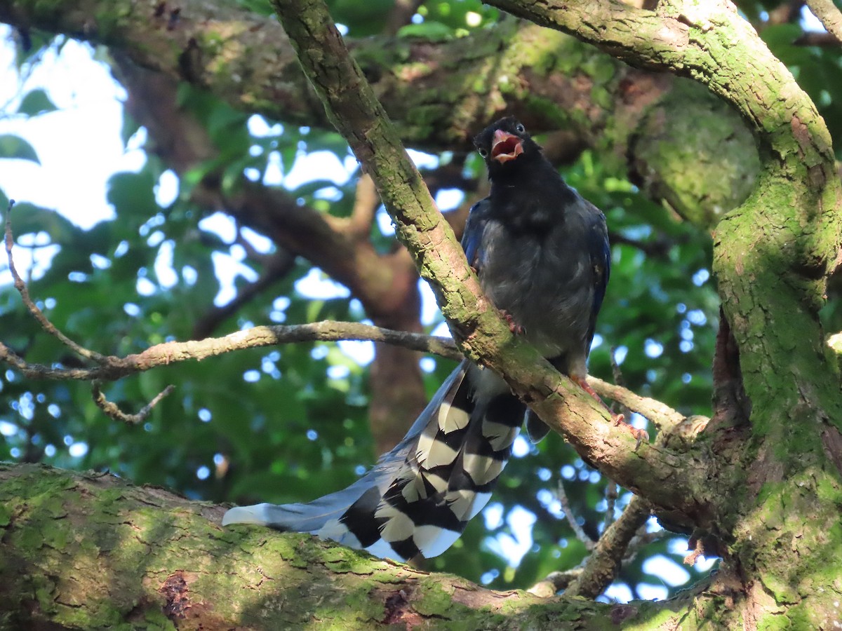 Taiwan Blue-Magpie - ML641042660