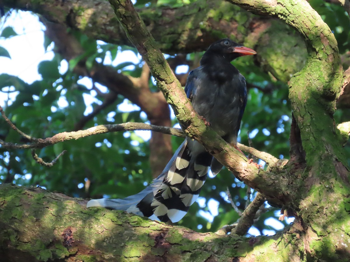 Taiwan Blue-Magpie - ML641042661