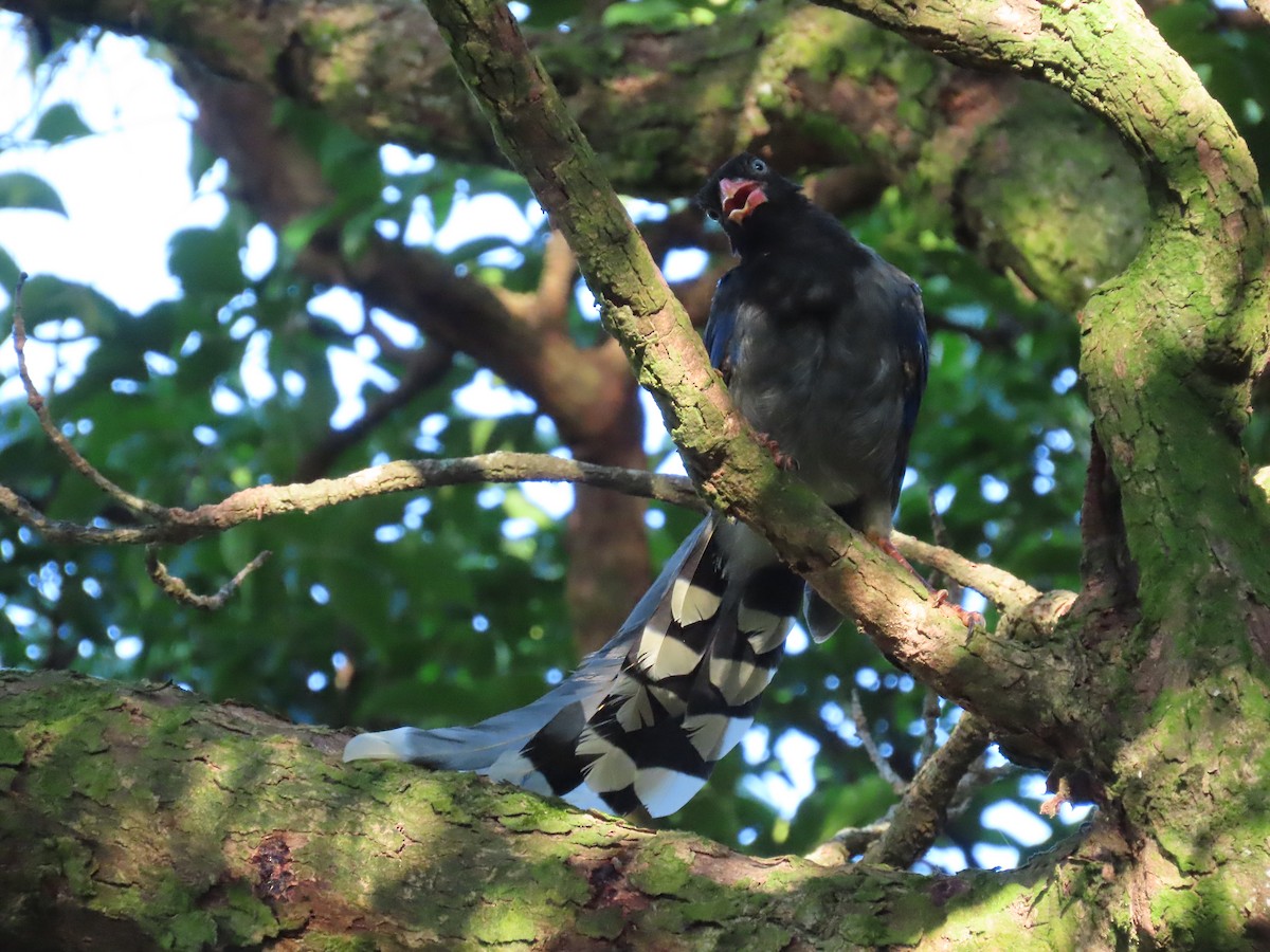 Taiwan Blue-Magpie - ML641042662