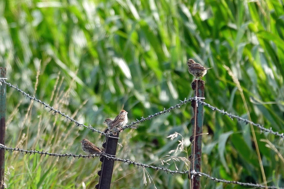 Chipping Sparrow - ML641042678