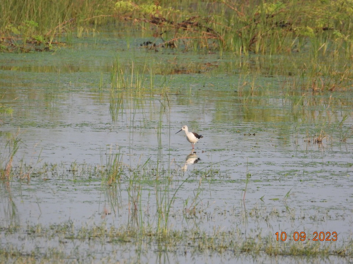 Black-winged Stilt - ML641042682