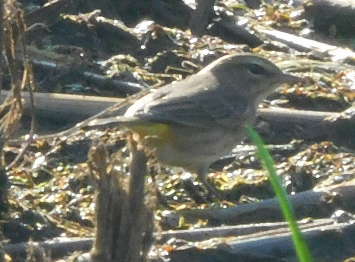 Palm Warbler - ML641042685