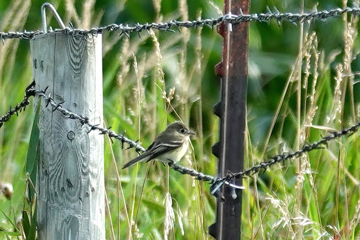 Least Flycatcher - ML641042701