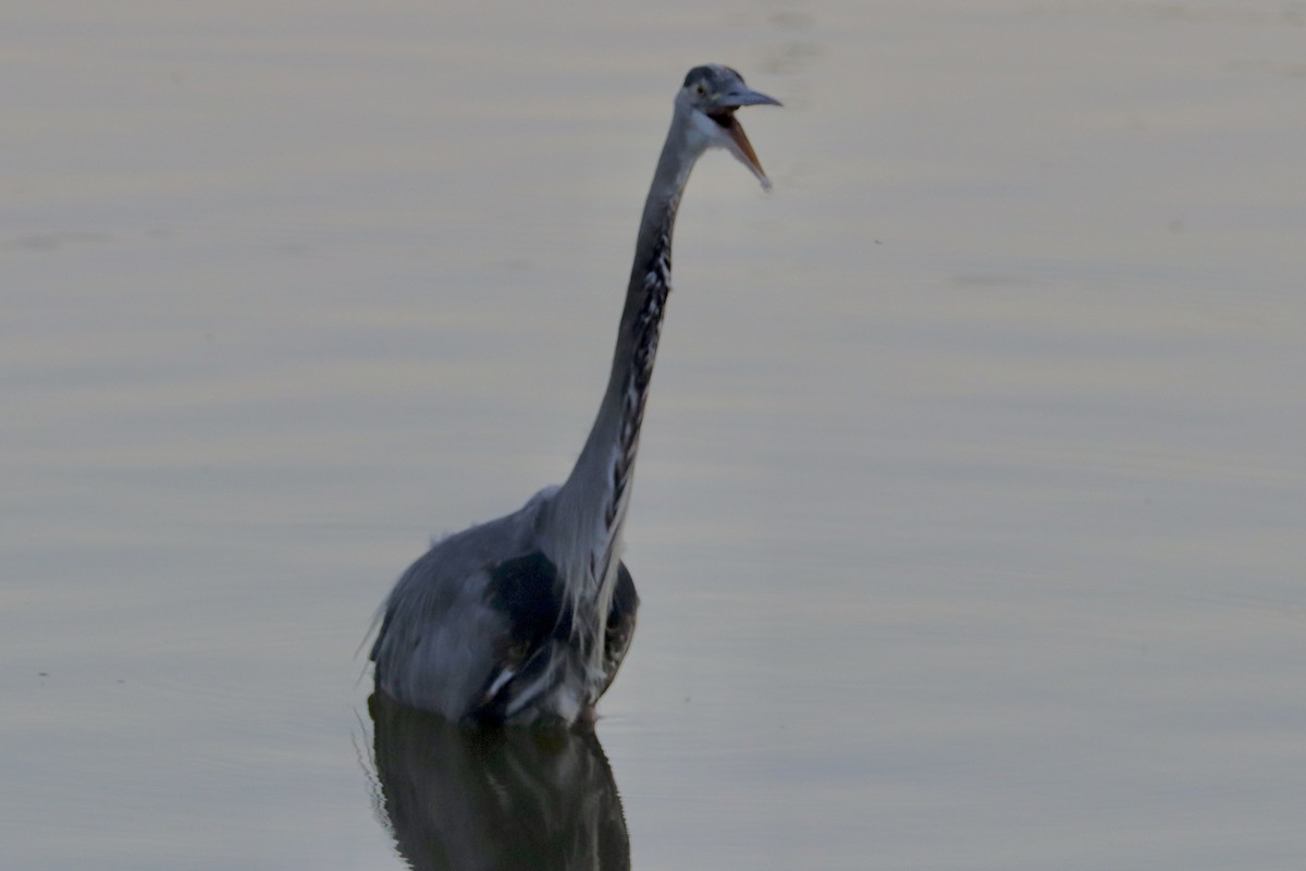 Great Blue Heron - ML641042705
