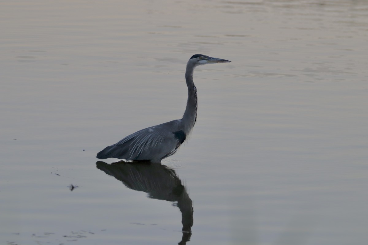 Great Blue Heron - ML641042706