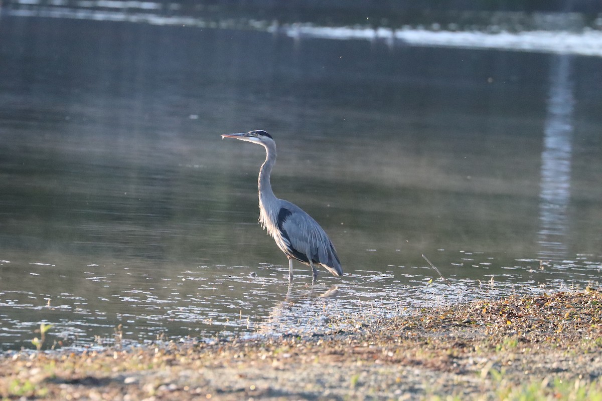 Great Blue Heron - ML641042707