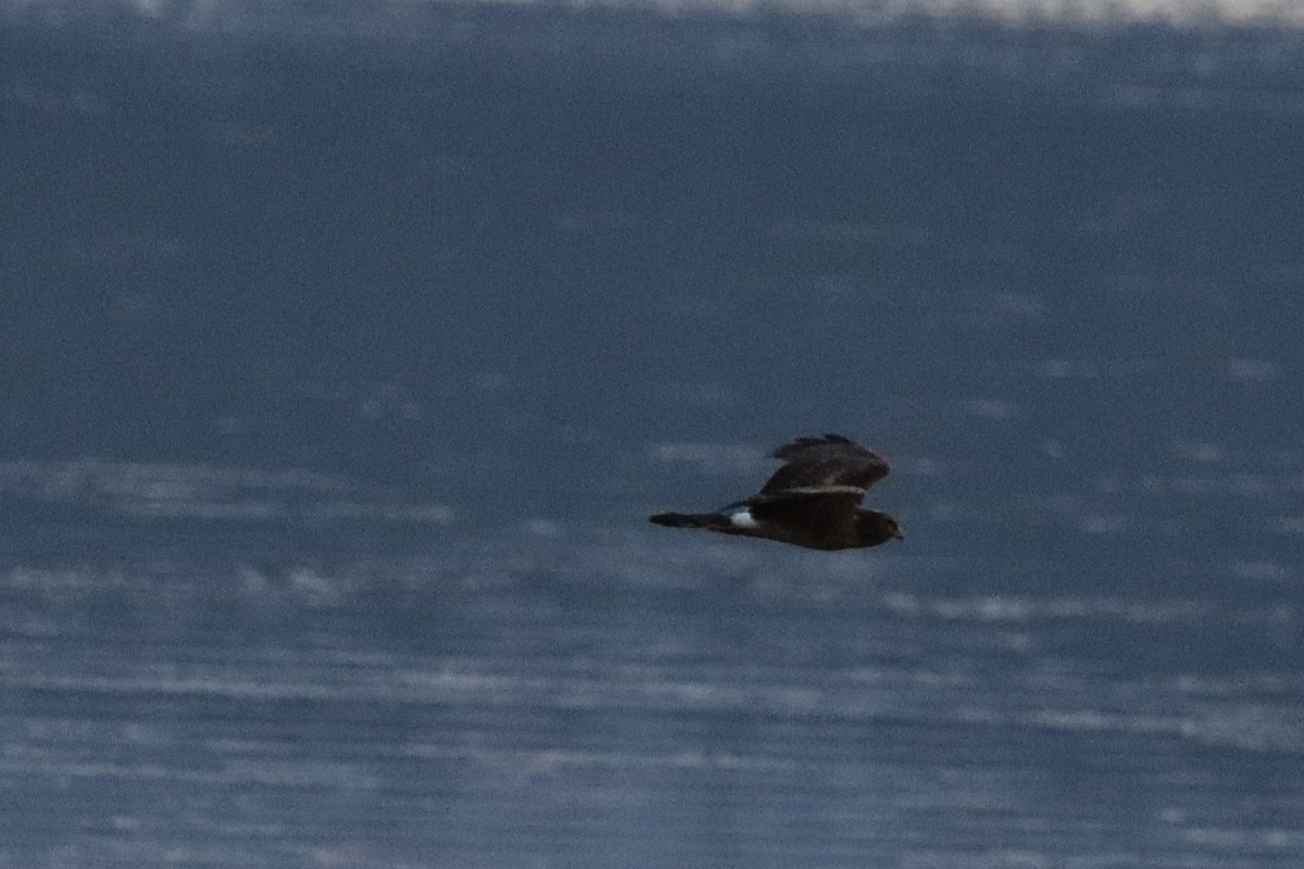 Northern Harrier - ML641042718
