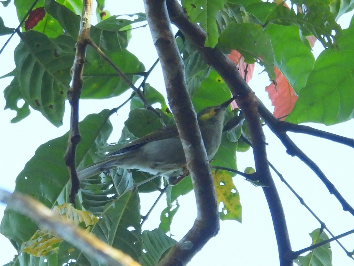 Eastern Wattled-Honeyeater - ML641042720