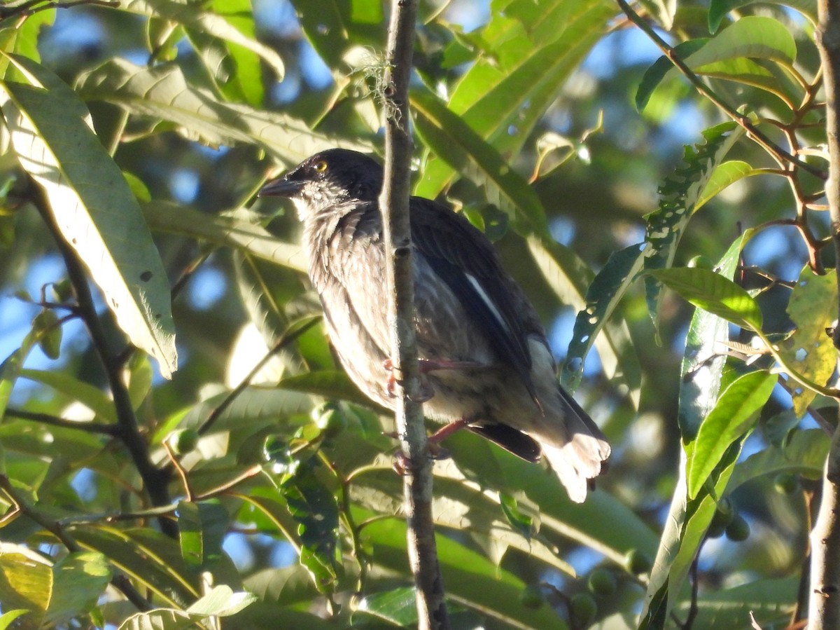 Polynesian Starling - ML641042722