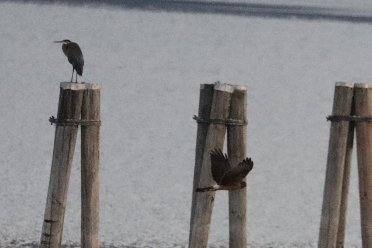 Northern Harrier - ML641042725