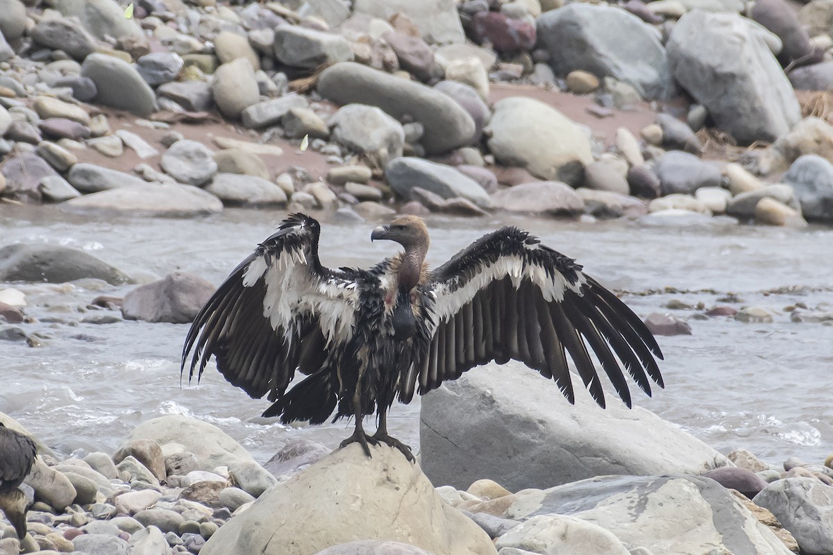 White-rumped Vulture - ML641042735