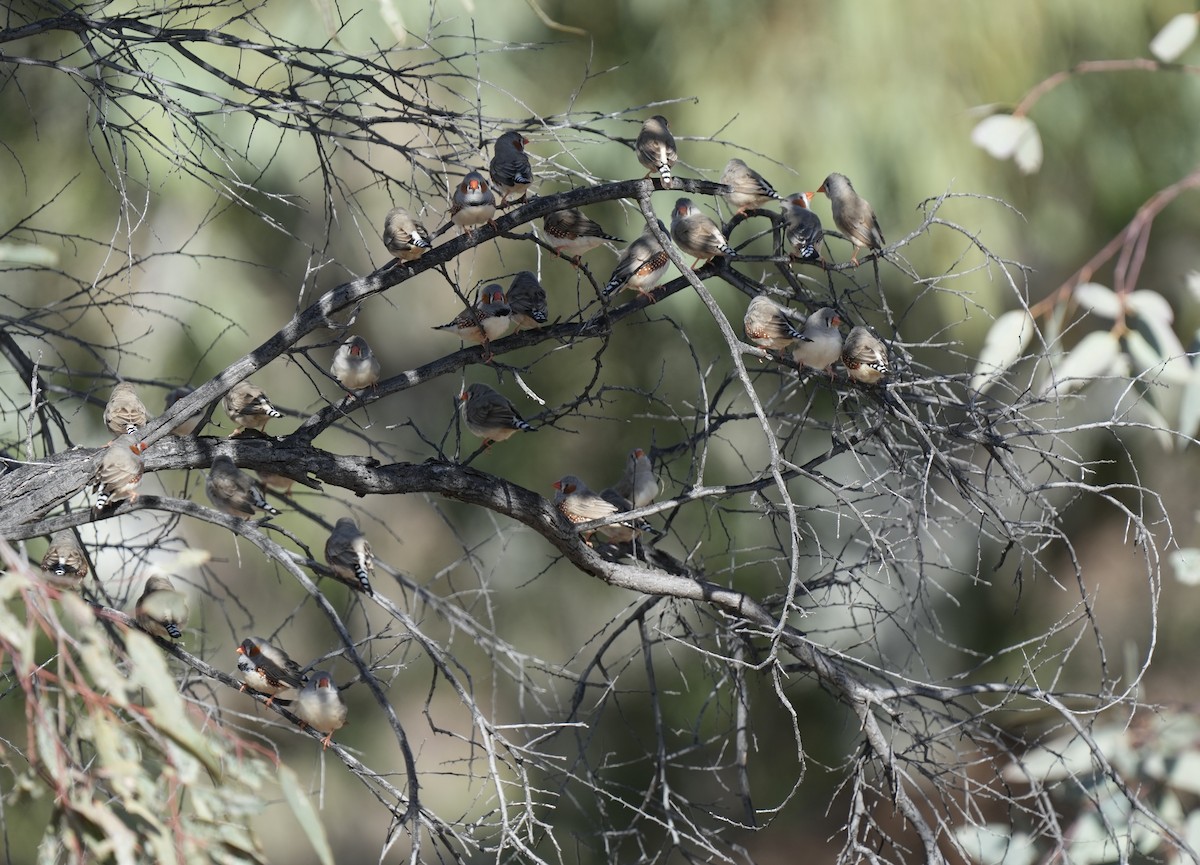 Zebra Finch (Australian) - ML641042744