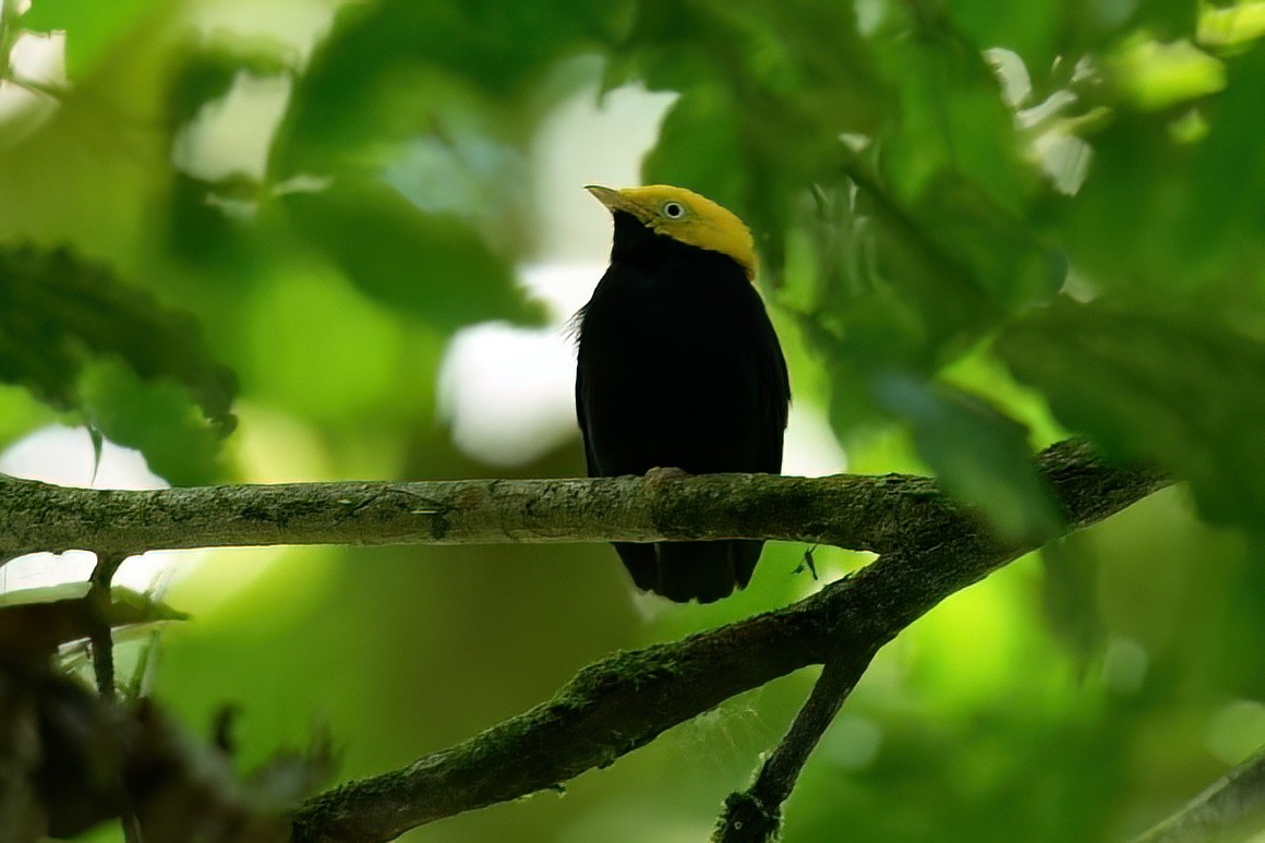 Golden-headed Manakin - ML641042748