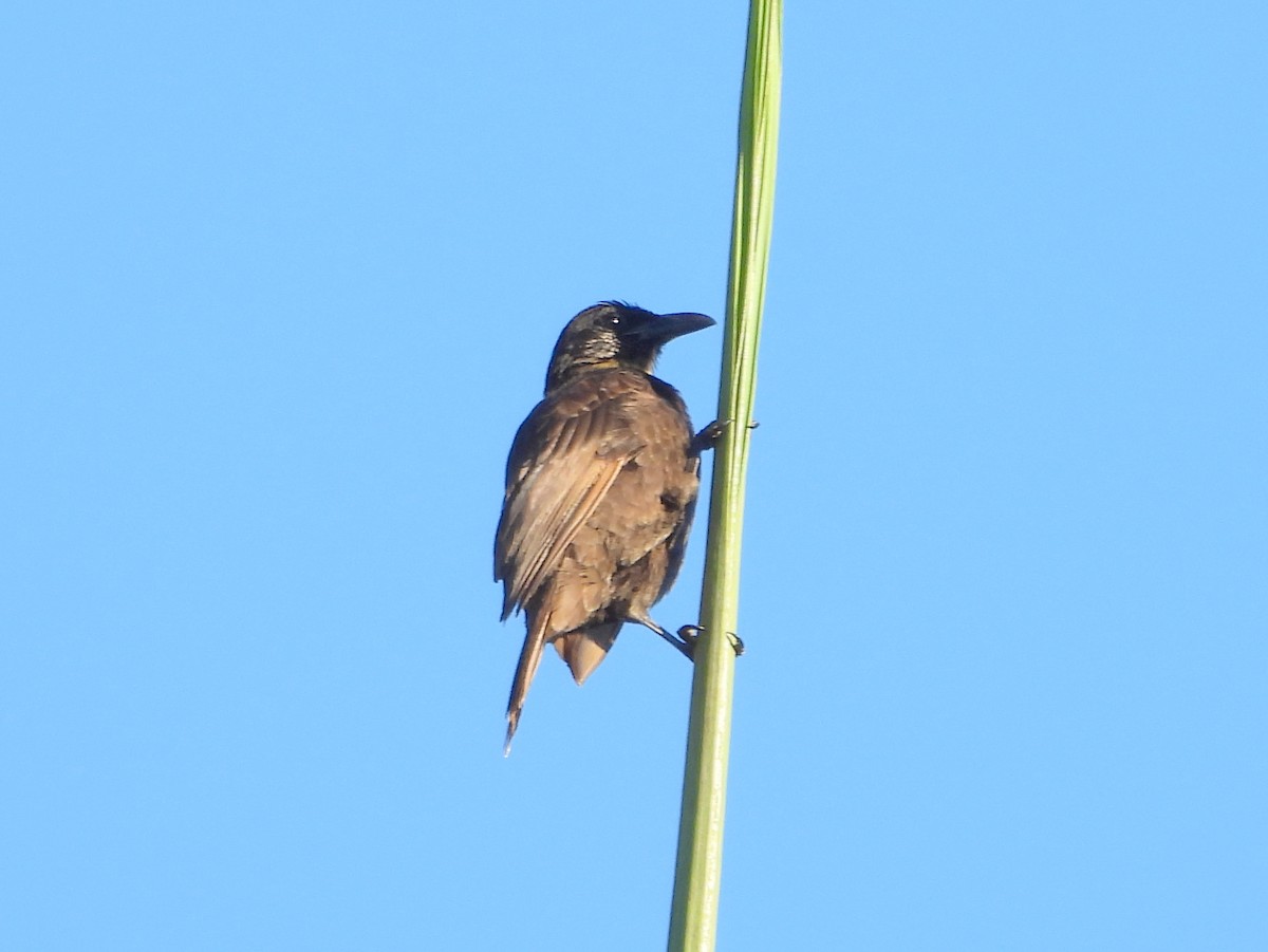 Samoan Starling - ML641042768