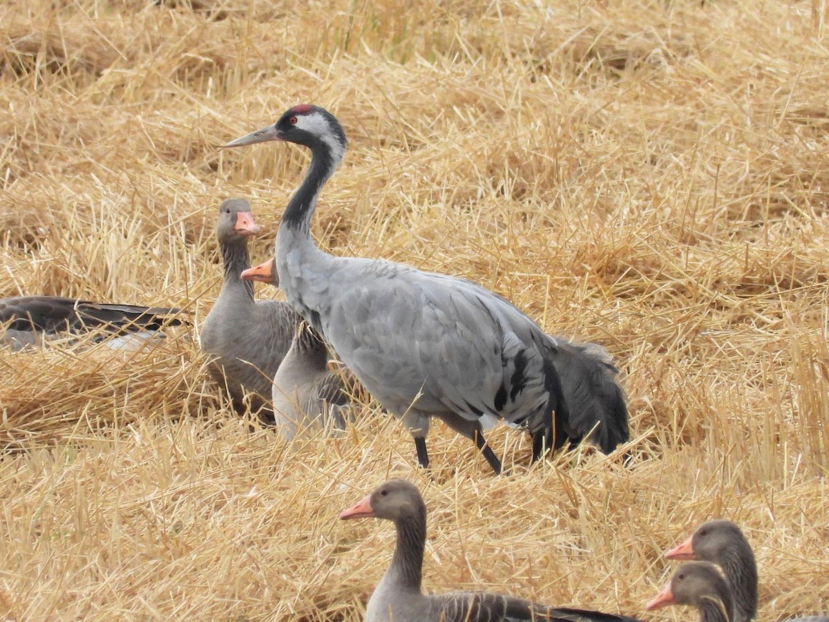Common Crane - ML641042775