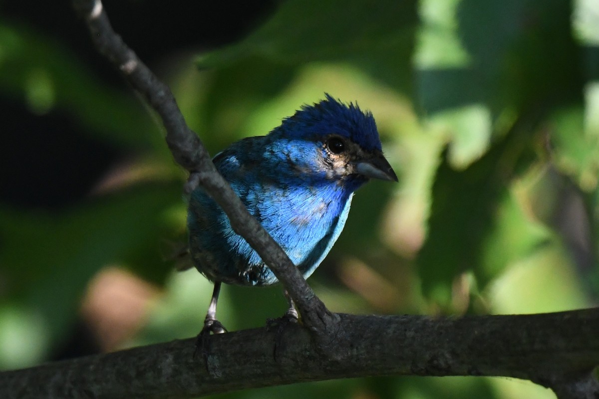 Indigo Bunting - ML641042811