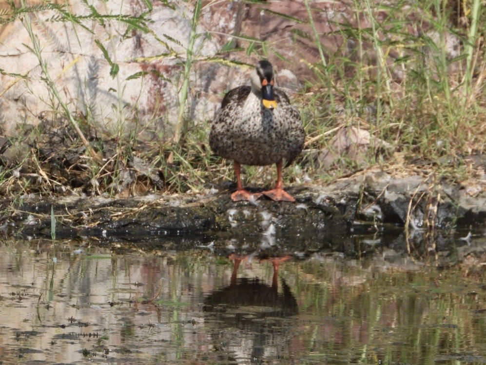 Indian Spot-billed Duck - ML641042818