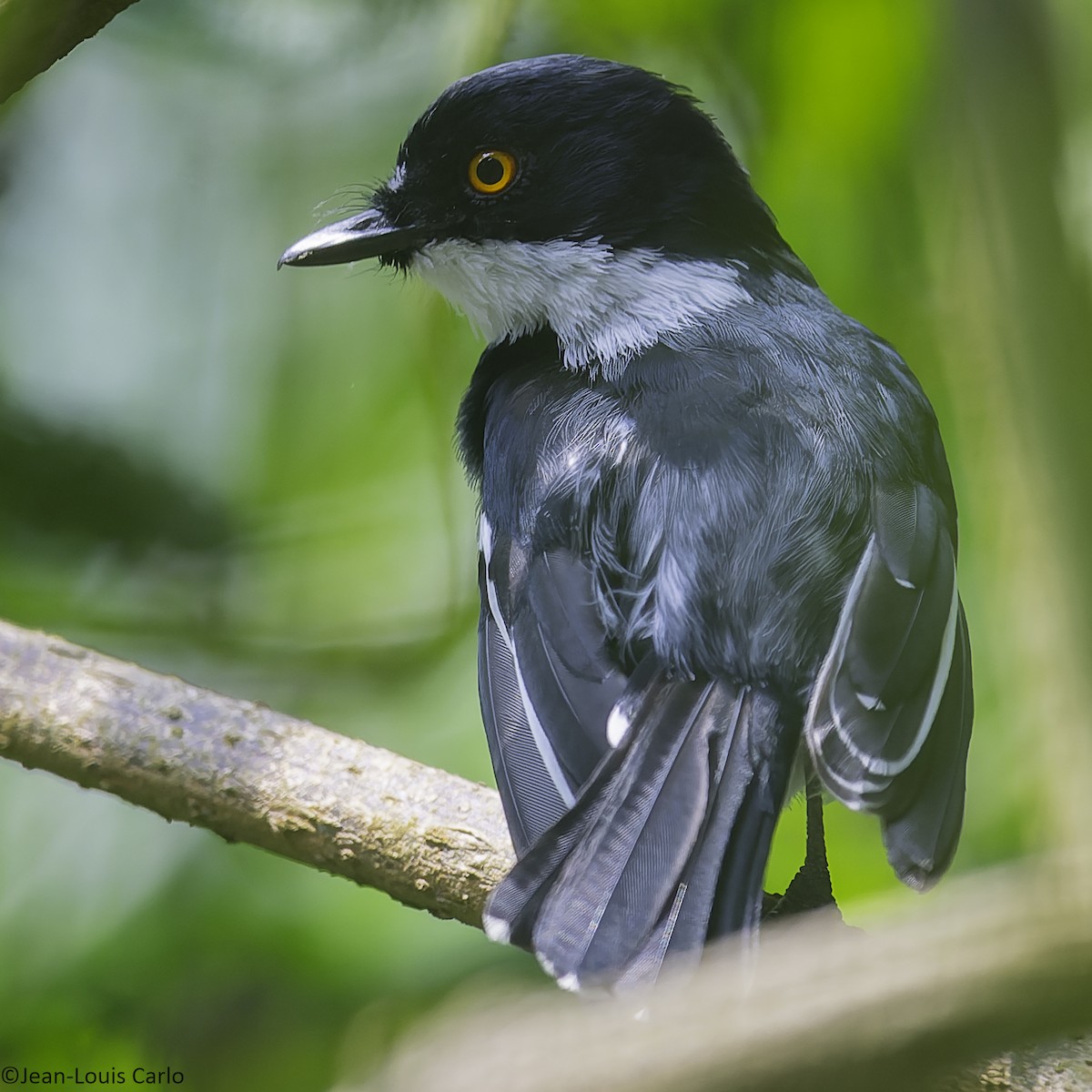 Rwenzori Batis - ML641042821