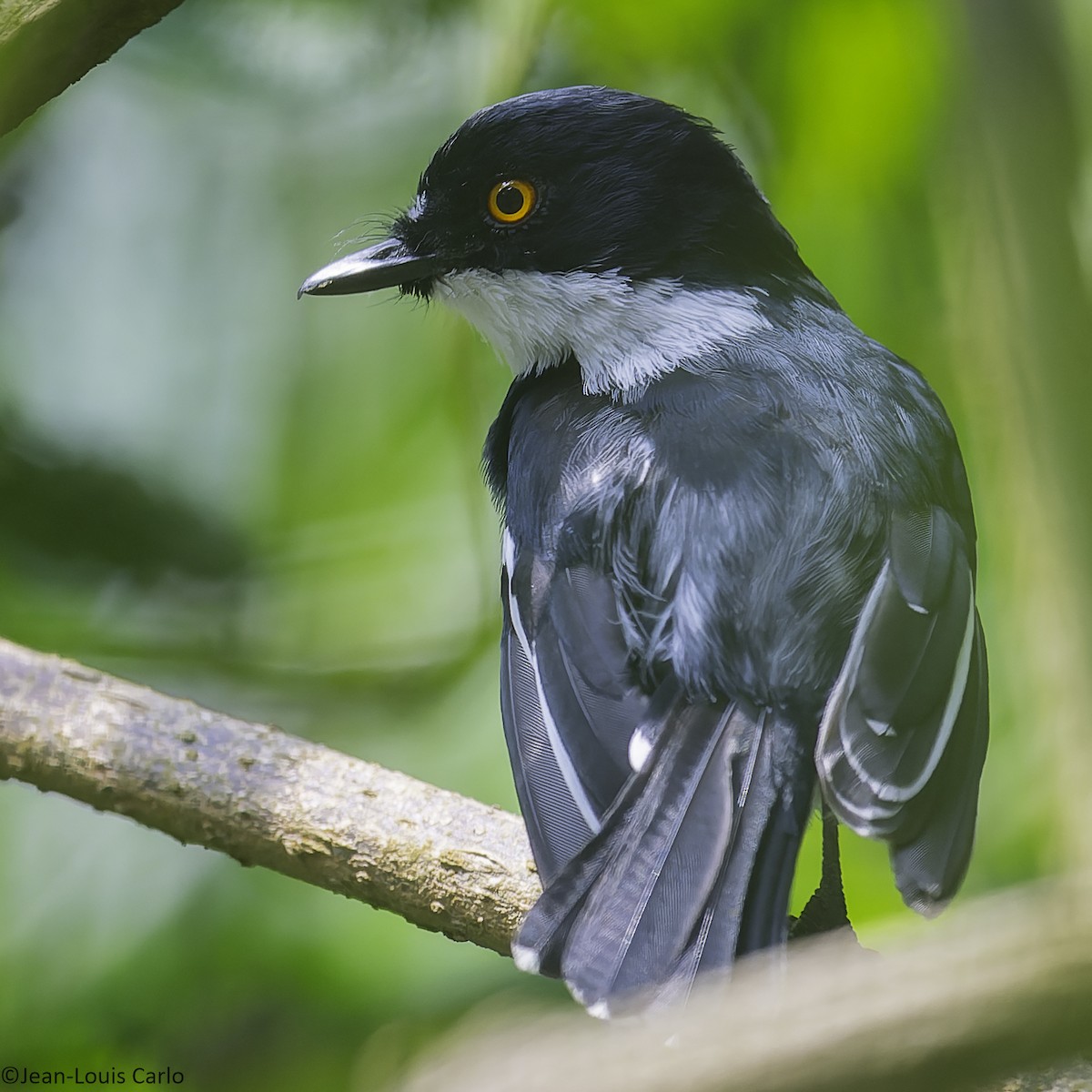 Rwenzori Batis - ML641042822