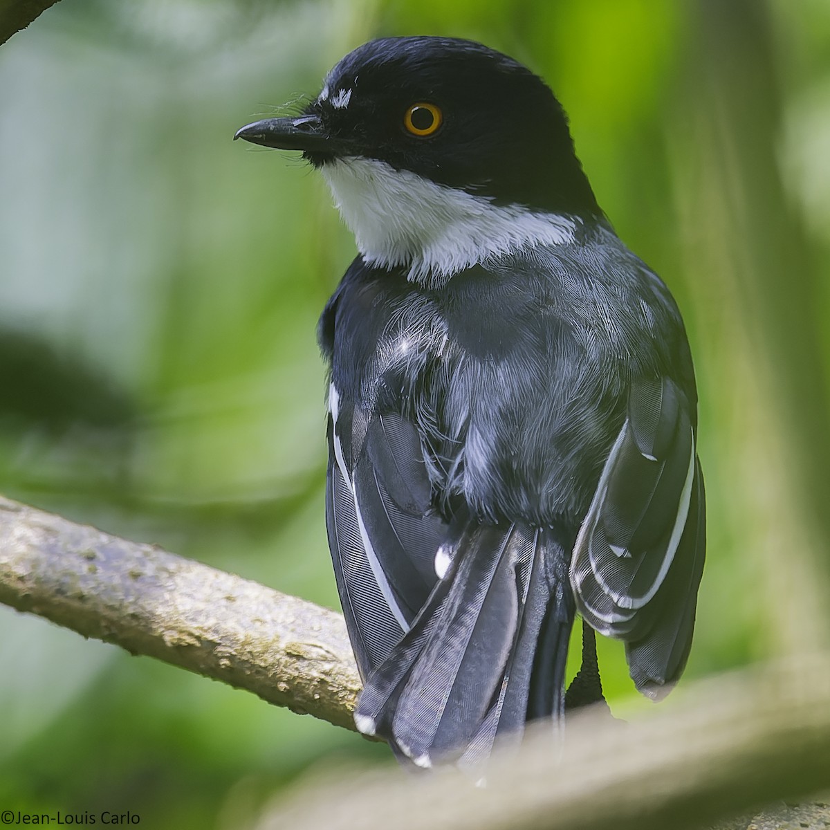 Rwenzori Batis - ML641042825