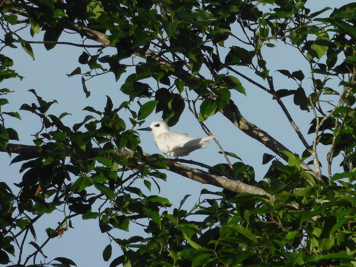 White Tern - ML641042847