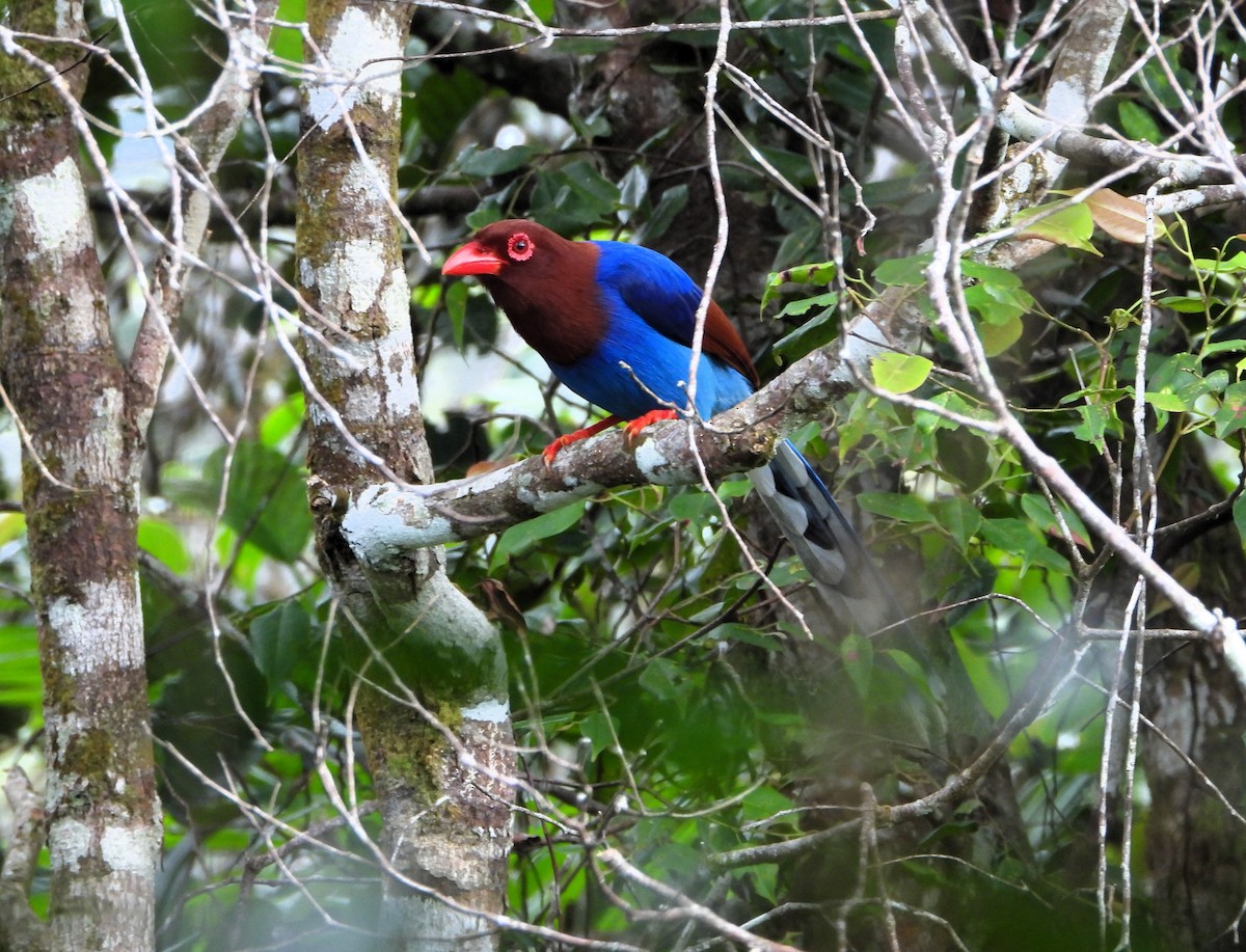Sri Lanka Blue-Magpie - ML641042850