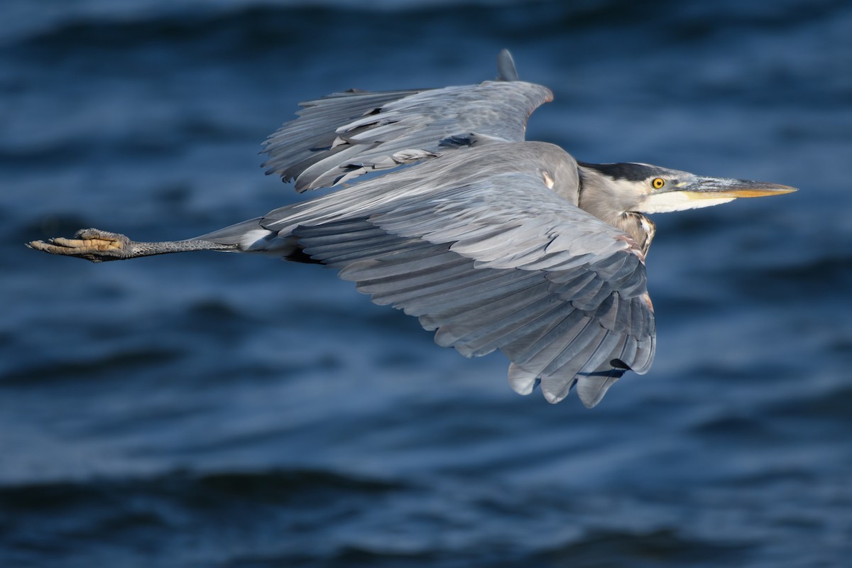 Great Blue Heron - ML641042852