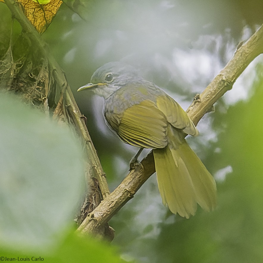 Kikuyu Mountain Greenbul - ML641042879