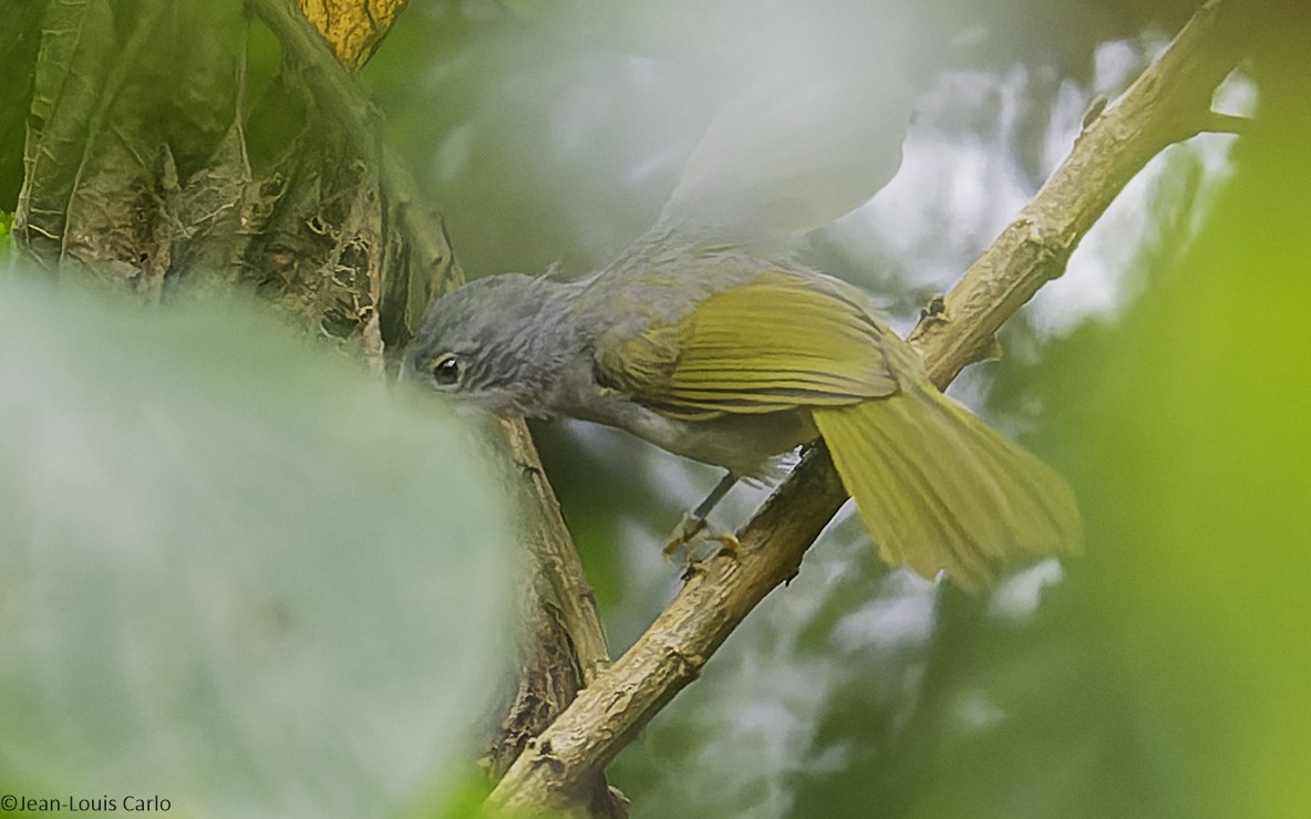 Kikuyu Mountain Greenbul - ML641042880
