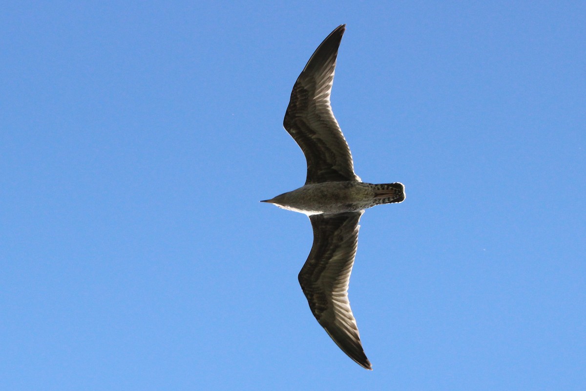 gull sp. - ML641042881